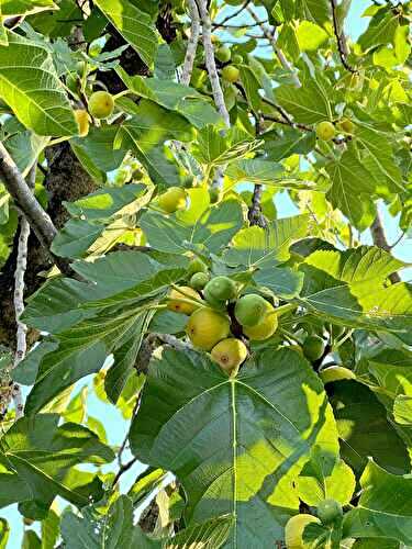 Les menus de la semaine 36 par Mamscook