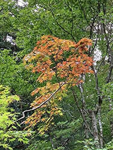 Les menus de la semaine 39 par Mamscook