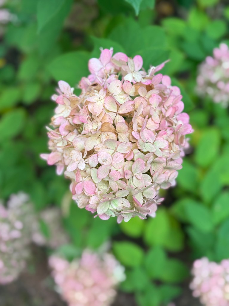 Les menus de la semaine 44 par Mamscook