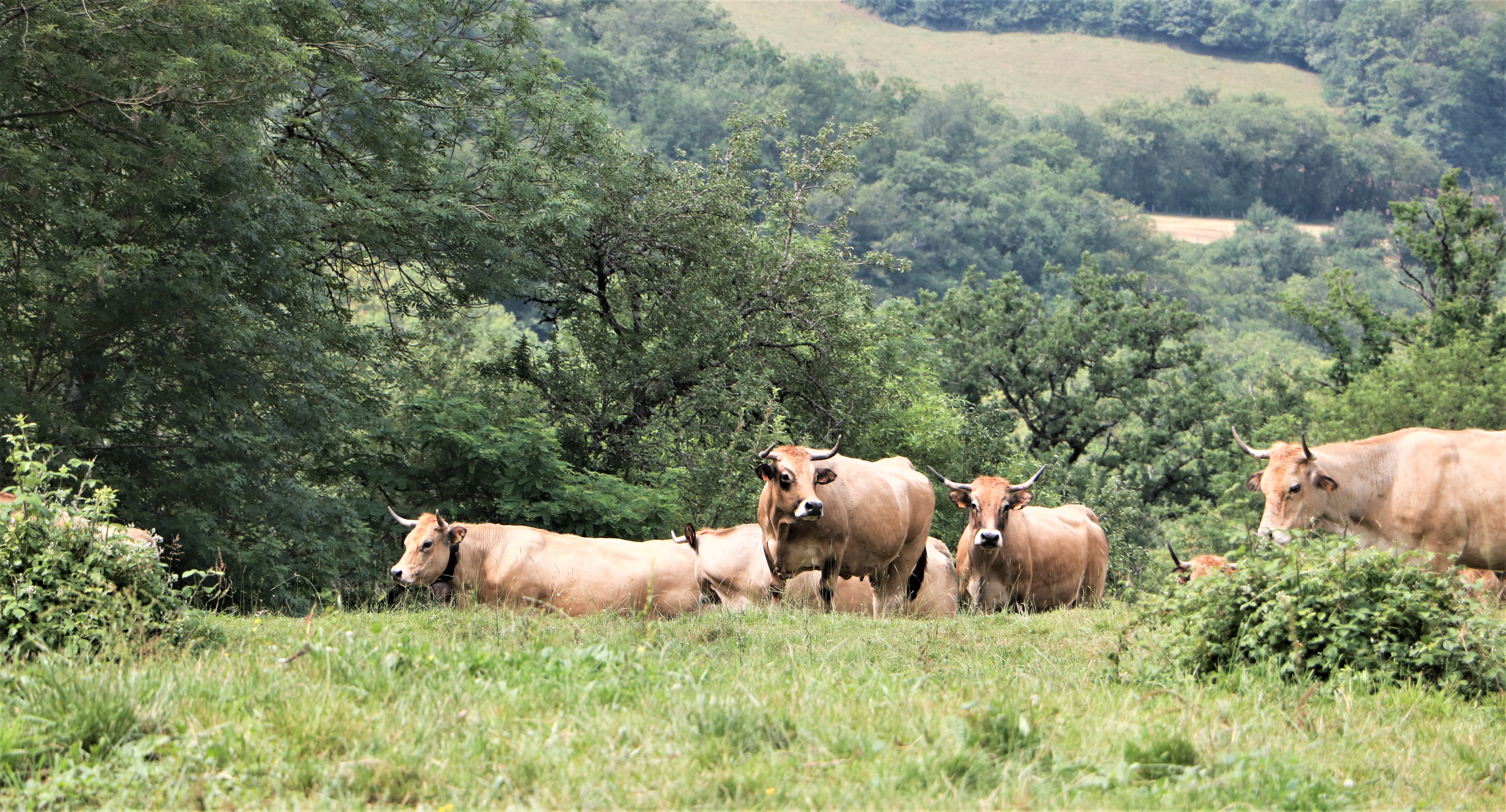 Qu'est ce que les appellations Fleur d'Aubrac et Boeuf Fermier d'Aubrac?