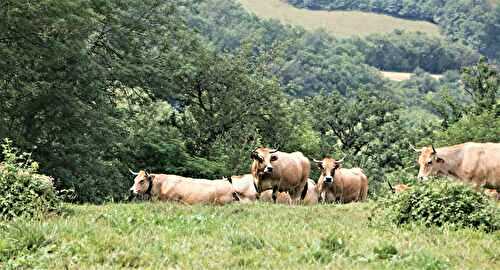 Qu'est ce que les appellations Fleur d'Aubrac et Boeuf Fermier d'Aubrac?