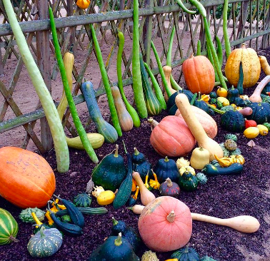 Quelle différence y a-t-il entre une citrouille et un potiron?