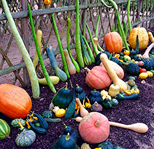 Quelle différence y a-t-il entre une citrouille et un potiron?