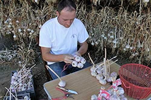 Rencontre avec Gaël Bardou, producteur d’Ail Rose à Lautrec et président du Syndicat de l’Ail Rose de Lautrec
