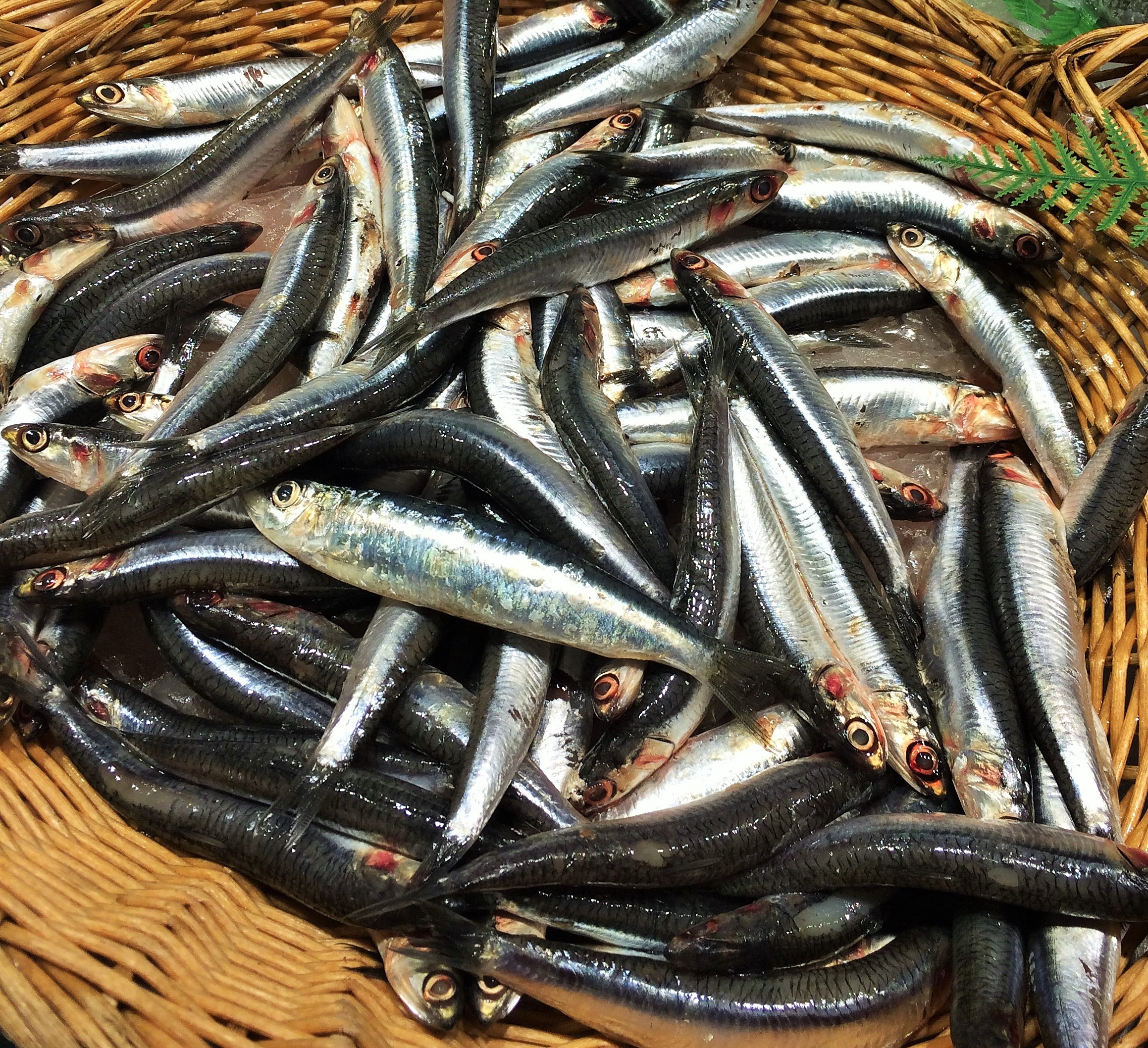 Tout savoir... ou presque sur l'anchois!