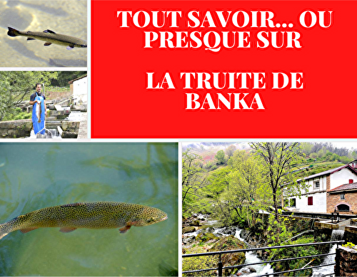 Tout savoir... ou presque sur La Truite de Banka