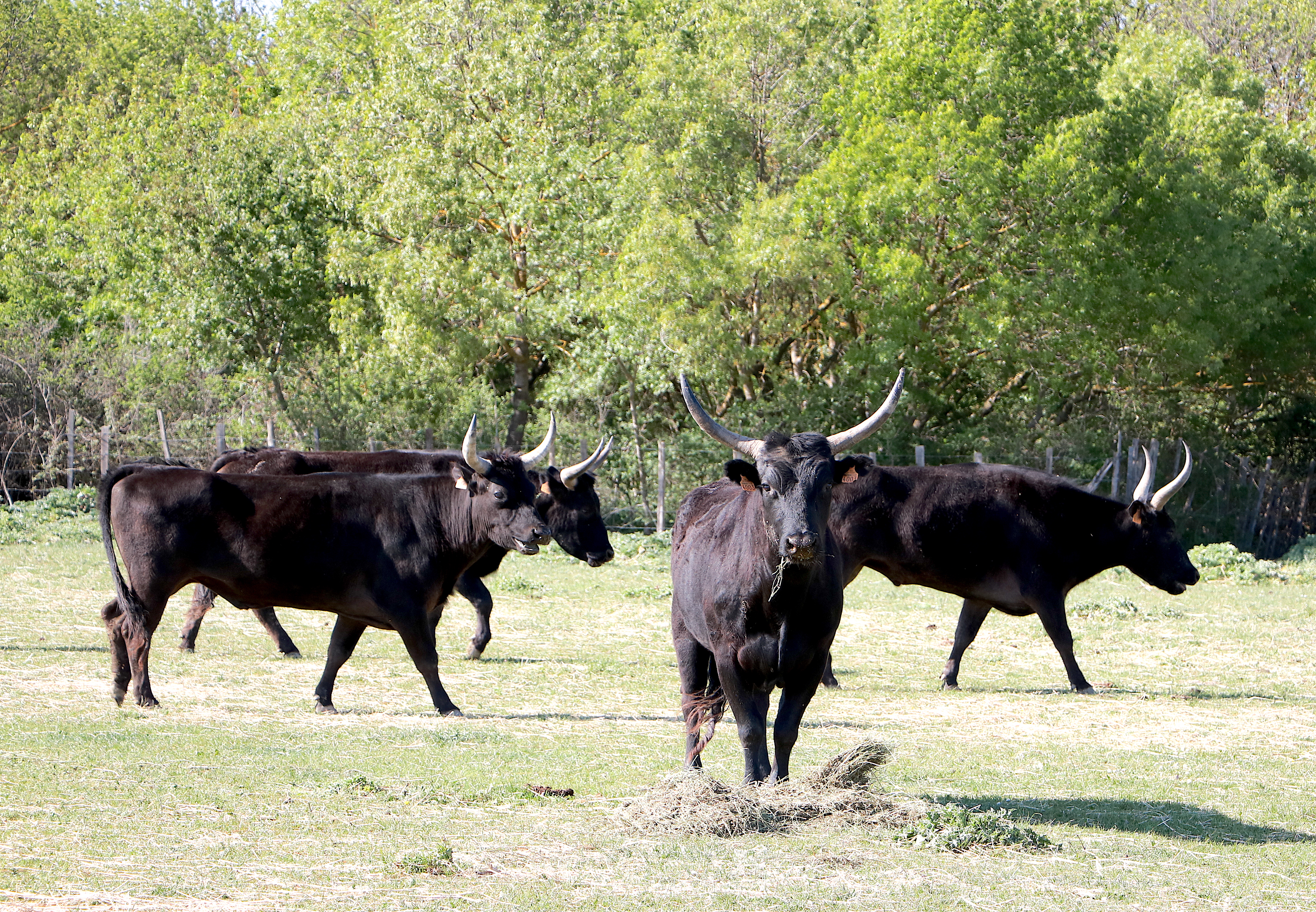 Tout savoir ou presque sur... Le taureau de Camargue AOP!