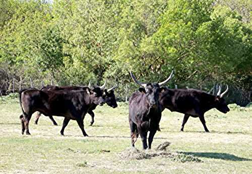 Tout savoir ou presque sur... Le taureau de Camargue AOP!