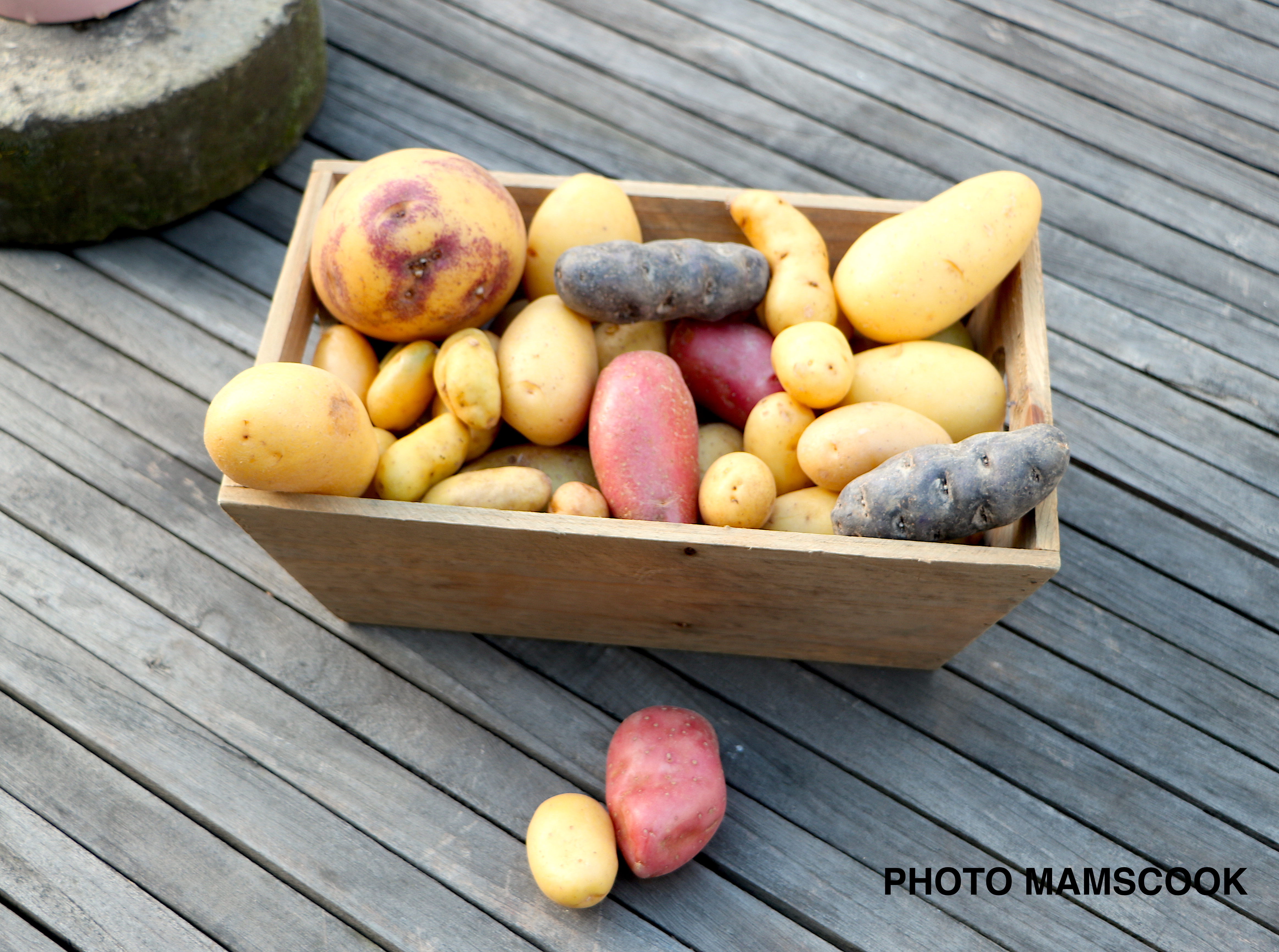 Tout savoir ou presque sur Les pommes de terre