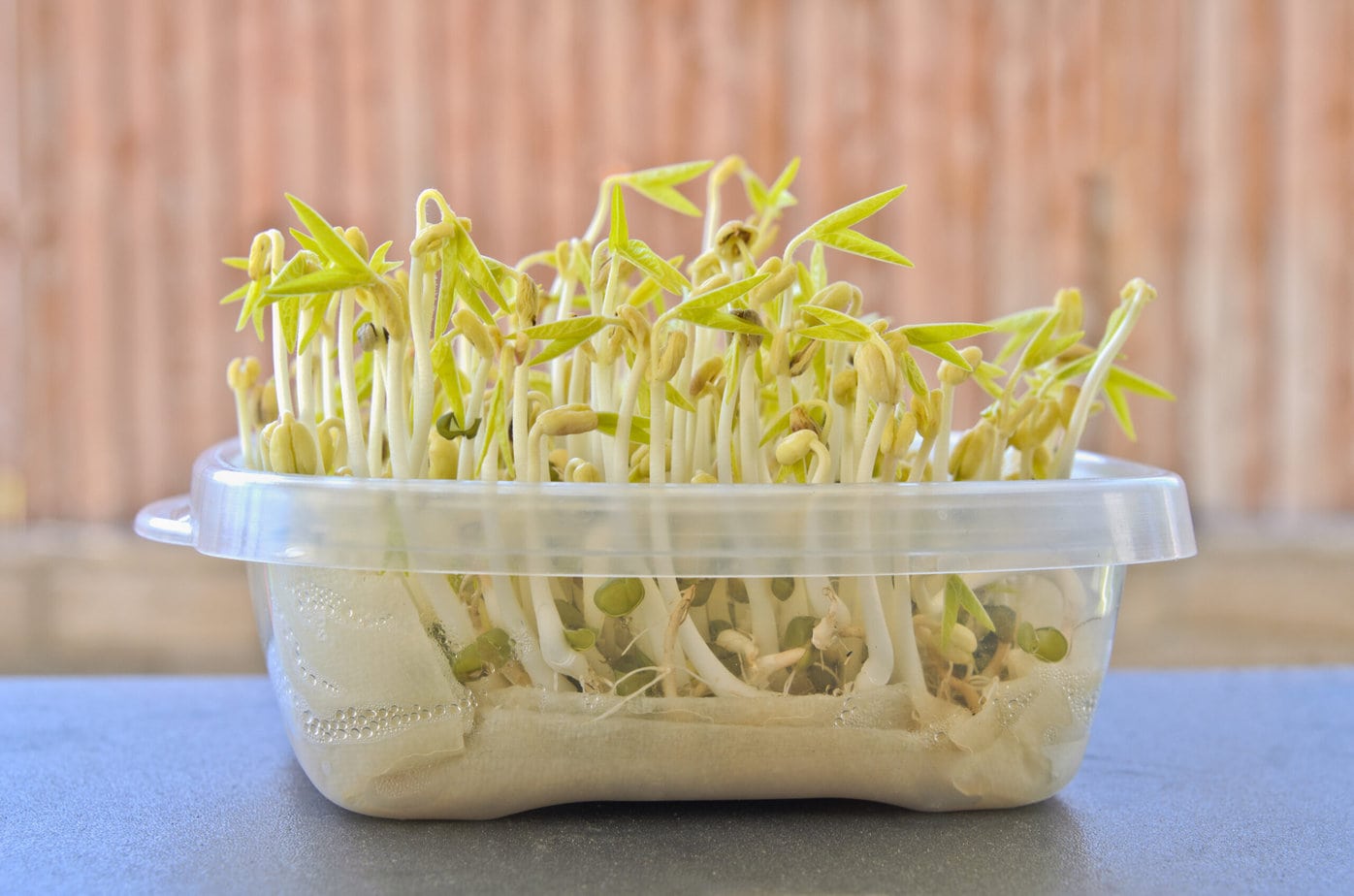Comment faire pousser des pousses de soja ?