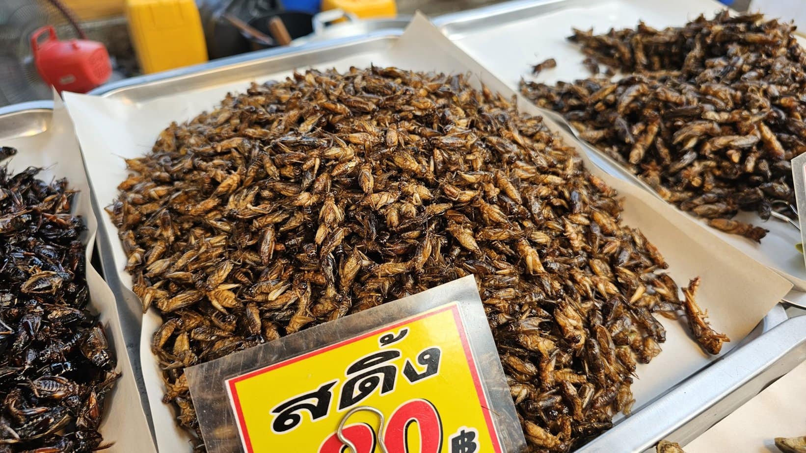 Guide des insectes comestibles de Thaïlande