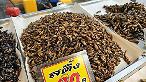 Guide des insectes comestibles de Thaïlande