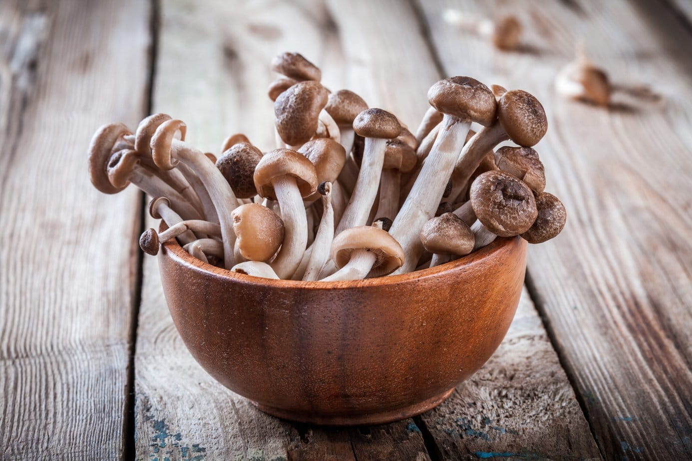 Les champignons shimeji, qu’est-ce que c’est ?