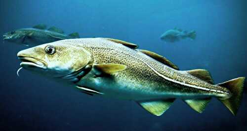 Love Fish (Skrei) aux coques, chicons braisés à l'orange et son gratin