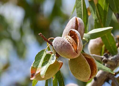 Chaussons aux amande à l’huile de prune