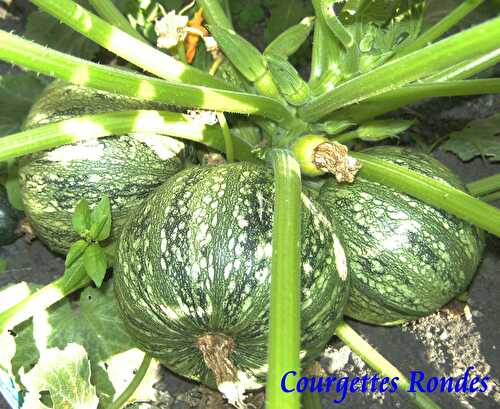 Courgettes Rondes Farcies Jambon Tomates Semi-Séchées