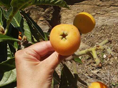 Qui Connait ce Fruit ? Qui Peut me Répondre ?