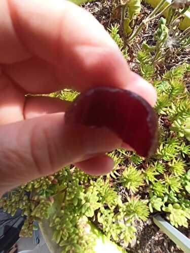 Pâtes de fruits à la mûroise