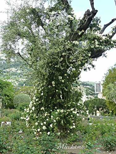 Pesto di Cime di Rapa