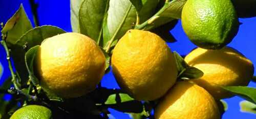 Le Citron de Menton