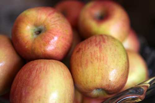Fruit de saison : la pomme