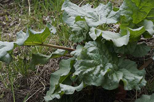 Légume de saison : la rhubarbe
