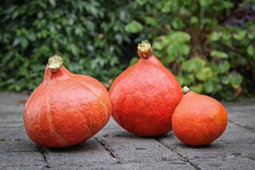 Légume de saison : le potimarron