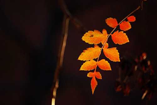 Mes envies d’automne