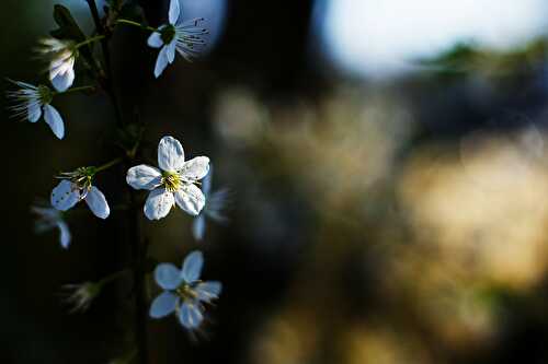 Vivre au rythme des saisons… Le printemps