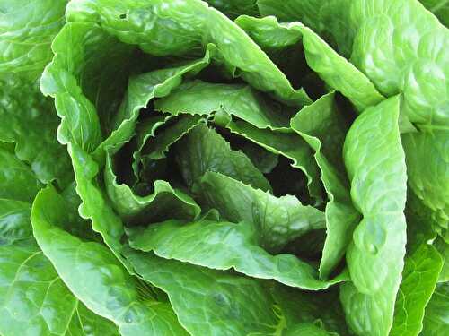 Légume de saison : la salade