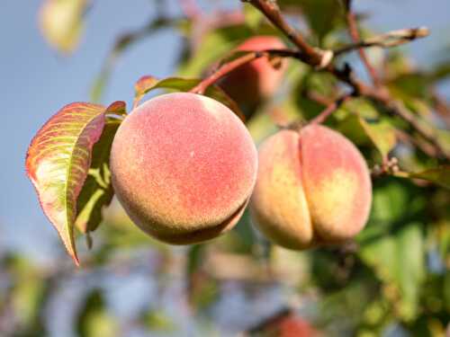 Fruit de saison : la pêche