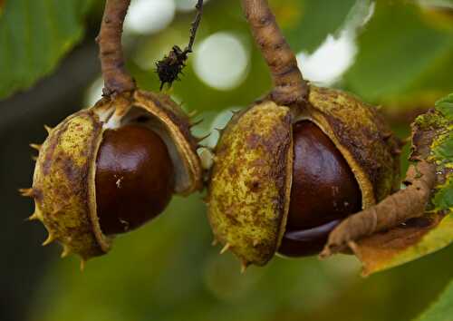 Fruit de saison : la châtaigne