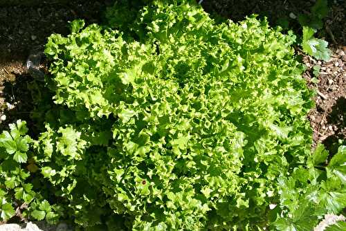 Légume de saison : la salade frisée