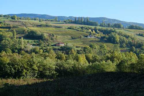 Découvrez les vins du Jura