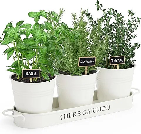Jardin d’herbes aromatiques