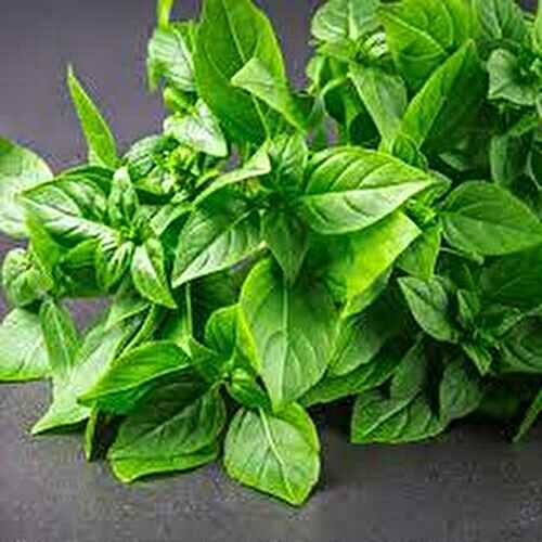 Zoom sur le basilic citron