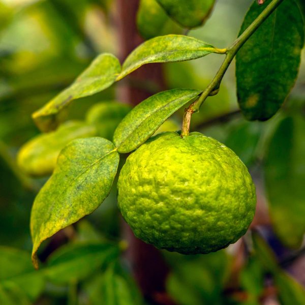Zoom sur la feuille de kaffir