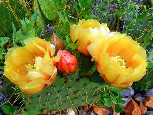 JOLIES FLEURS DE CACTUS