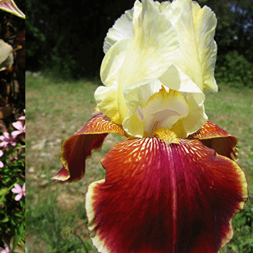 JOLIES FLEURS de PRINTEMPS après LA PLUIE