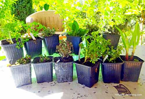 Merci à mon partenaire Pépinière AROM'ANTIQUE plantes aromatiques bio, des légumes anciens en godets et en pots.