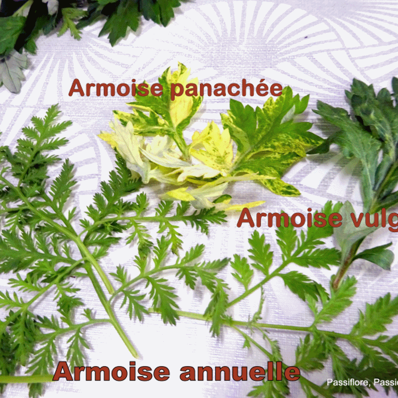 Artemisia est une plante aromatique qui soigne beaucoup de maux.