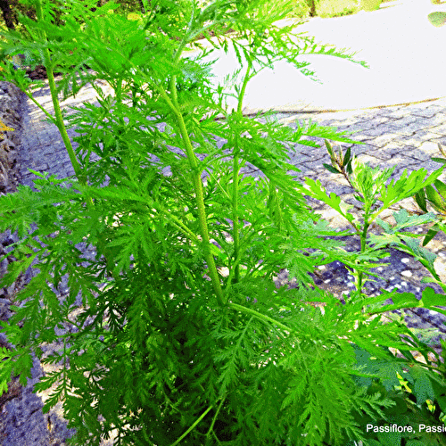 Artemisia est une plante aromatique qui soigne beaucoup de maux.
