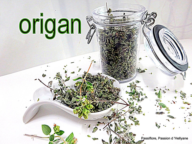 L’origan, bienfaits santé de cette plante vivace.
