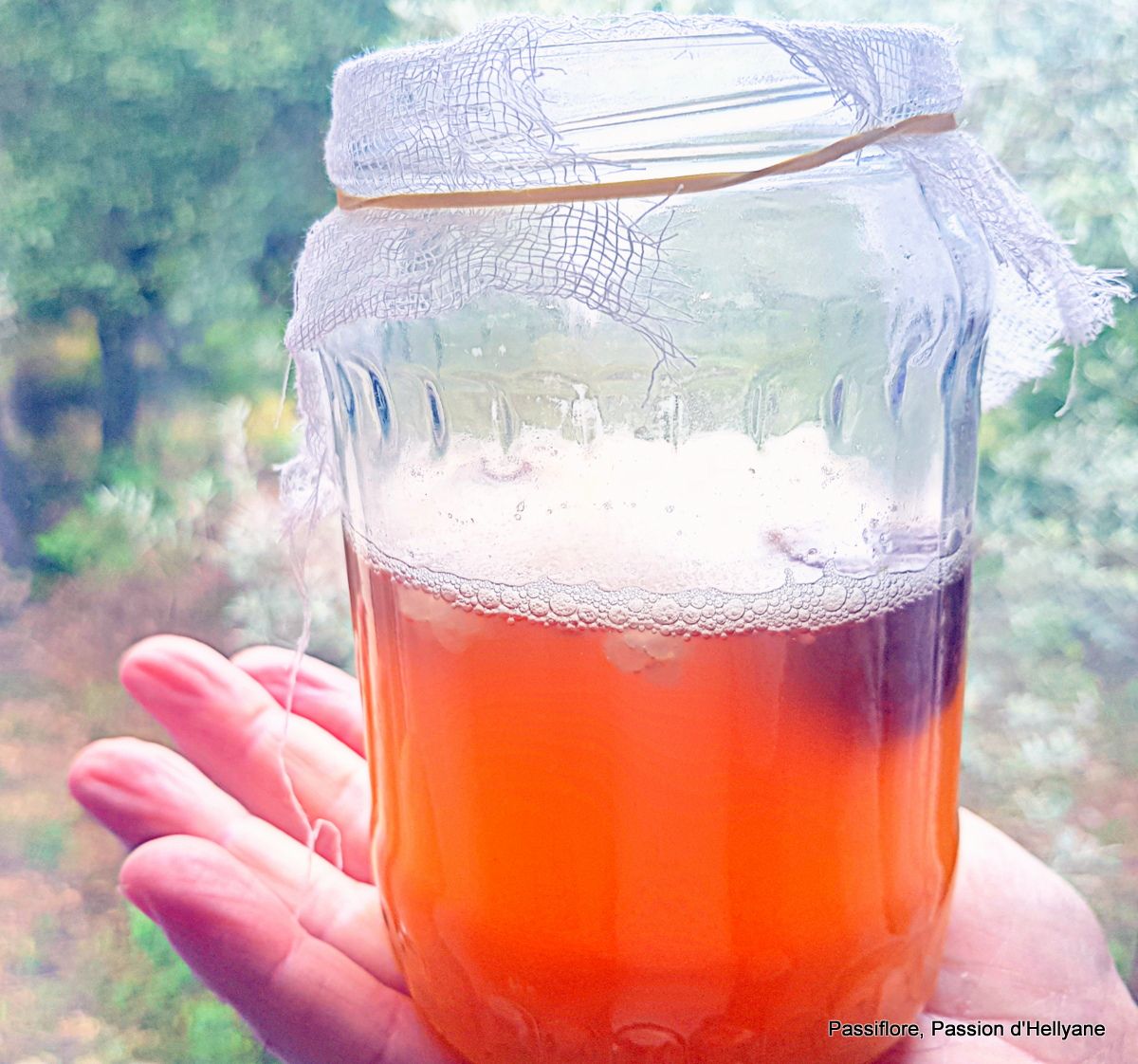 Comment activer les grains de kéfir 