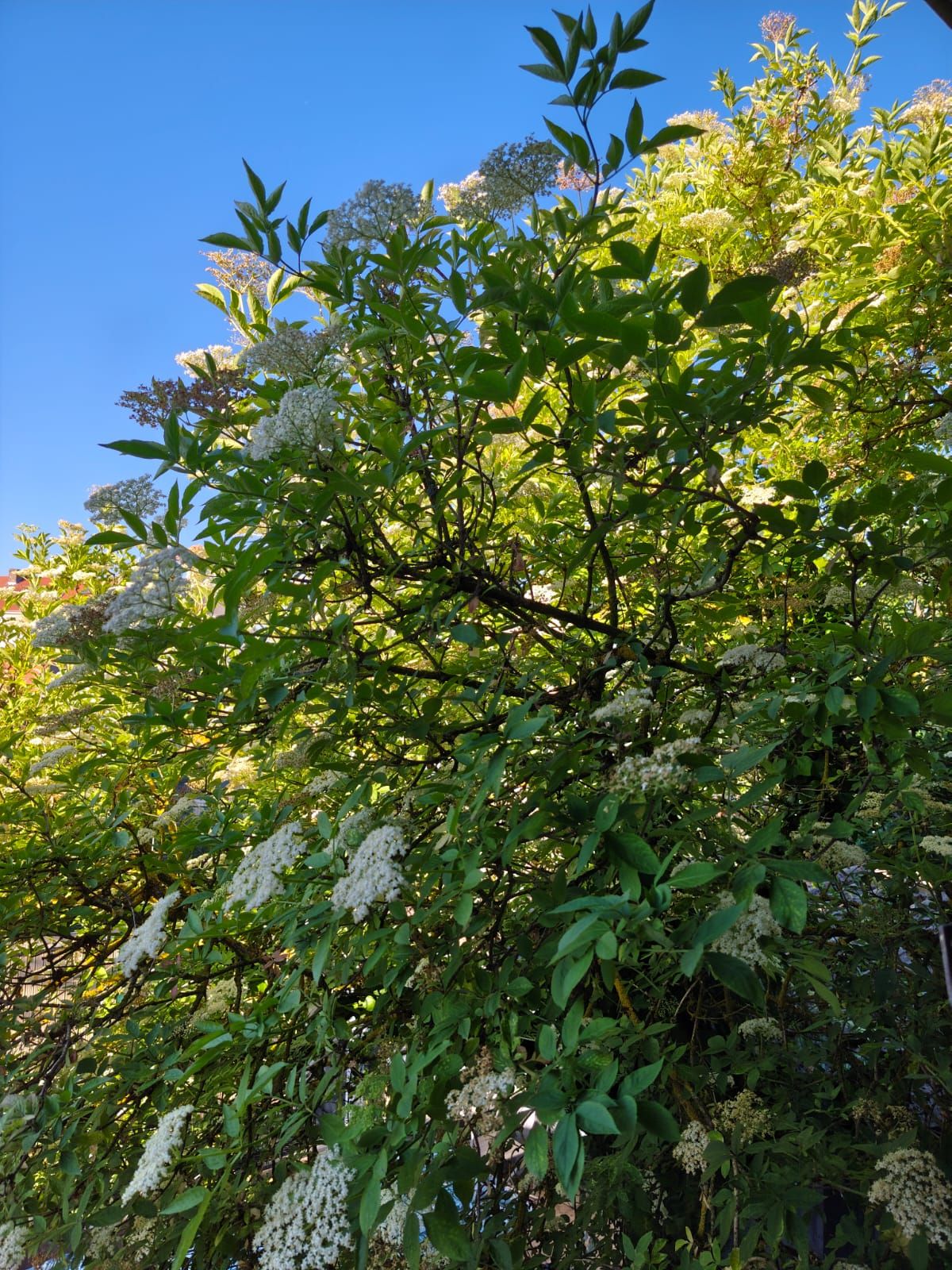 Beignets de fleurs de sureau