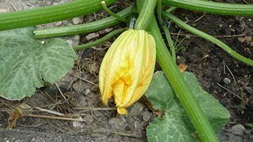 Galettes de courgettes