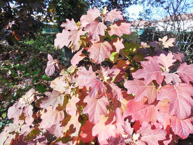 Le jardin en automne