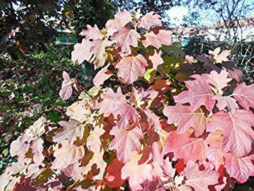 Le jardin en automne