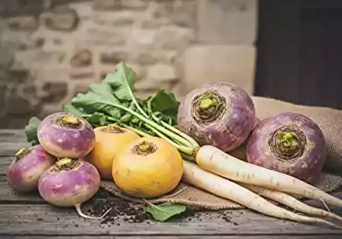 Le Navet en Cuisine Française : Histoire, Variétés et Bienfaits Nutritionnels