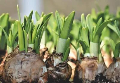 Les Légumes Racines: Bienfaits Nutritionnels et 3 Méthodes de Préparation Savoureuses